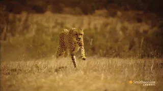 This is why you can't outrun a cheetah | z360 tv