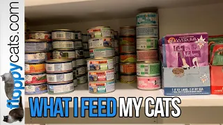 Best Wet Cat Food Brands: What I Feed My Cats and How I Organize Them