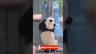 Please open the door| Too cute animals videos #panda