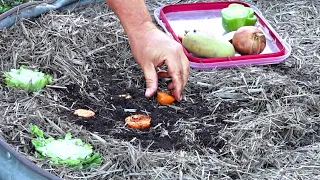 What Happens When You REGROW Vegetables From Kitchen SCRAPS in the Garden?