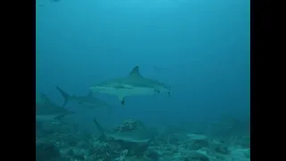 Reef sharks in Roatan