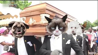 Funny Cat and Dog with Dancing Funeral Coffin Meme - 🐶 Dogs and 😻 Cats Version #17