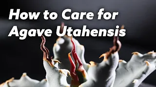 How to Care for Agave Utahensis