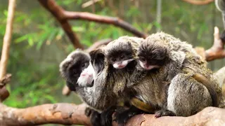 San Valentín en Loro Parque 2024