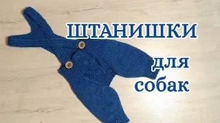 Штанишки для собак спицами, Dog pants