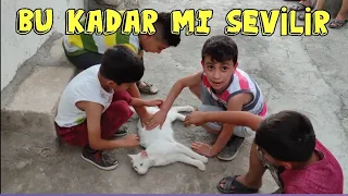 ÇOCUKLAR KEDİM HİKO'YU ÇOK SEVİYORLAR 🥰 kedi videoları ✓ yavru kedi sesi ✓ kediler cat