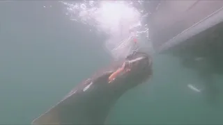 Landing a HUGE halibut aboard a Duckworth 30XL