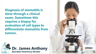 Difference between gingivitis and stomatitis in Cats