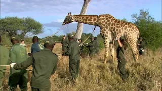 Giraffe capture