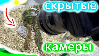 Скрытая КАМЕРА у ХОМЯКОВ😳 Видео с Хомяками яХрумка