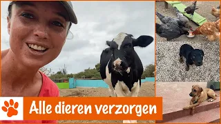 Hoe verzorg je alle dieren 7 dagen in de week?! | DierenpraatTV