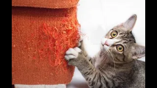 🐈 Домашние вредители! 🐈 Подборка смешного видео с котами для хорошего настроения! 😺