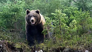 💥/МЕДВЕДЬ преградил им путь, а дальше случилось просто невероятное./ Случай в тайге/