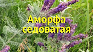 Аморфа седоватая. Краткий обзор, описание характеристик, где купить amorpha canescens