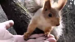 Squirrel kiss! Поцелуй белки! Приколы 2016, Смешные животные 2016, funny animals, dogs, cats!