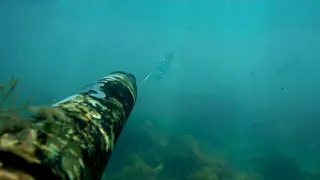 Подводная охота на лобана июнь 2019 Чёрное море