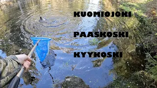 Toukokuun kalareissut (Kuomiojoki, Paaskoski ja Kyykoski)