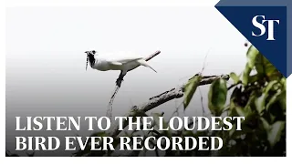 Listen to the loudest bird ever recorded