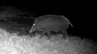 Große Wildschweinrotte in der Nacht - Large herd of wild boar at night