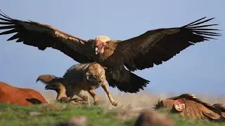 10 DEADLIEST Eagle Attacks In The World!