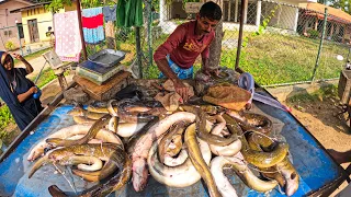 Never Seen! Live 300kg Big Eel Fish Cutting in Fish Market Super Experienced Fish Cutter Show Skills