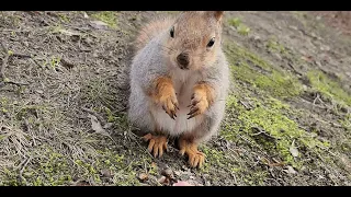 Замечательные белочки в парке ЦПКиО! 😍 Открыли сезон! 🐿️ Squirrels in the park