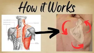 Understanding the Muscles of Scapular Movement | Physio Explains How Muscles Move the Shoulder Blade