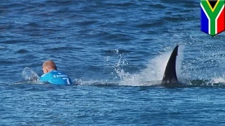 Shark attacks pro surfer Mick Fanning at J-Bay Open in South Africa - TomoNews