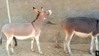 Short Film Of Donkey Mating|Male And Female Donkey Mating|First Time Donkey Mating नर और नर गधे का