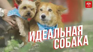 Love Radio на выставке "Всем по собаке" | Как выбрать идеального питомца?