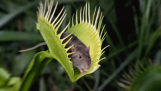 This Mouse Will Be Killed By a Plant