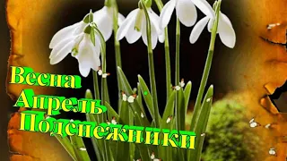 Весна День Подснежника Spring, Snowdrop Day