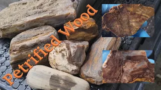 Cutting Petrified Wood.