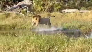 Huge Beautiful Male Lion Crossing River - Okavango Delta Botswana | Big Handsome and Muscular Male