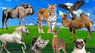 Wild animal sounds in nature : cat, dog, horse, tiger, camel, deer,.../ Wild Animals