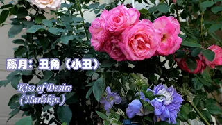 品种介绍~藤本月季：小丑 （丑角）Climbing Rose: Kiss of Desire (Harlekin)