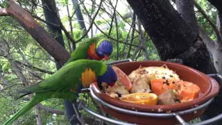 Parrots Loro Parque  Tenerife / Papagei iPhone 6s