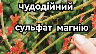 Сульфат магнію - стимулятор і антистрес для троянд🌹 і не тільки. Перше підживлення 🔥