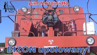 Bizon "upolowany"!