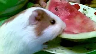 морская свинка Сема ест арбуз