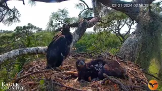 ОРЛЯТА ЧЕКАЮТЬ ОБІДУ.  БІЛОГОЛОВОГО ОРЛАНА. ПЗФЛ2. США 21-3-24-TWO CHICKS. BALD EAGLE. SWFL2. USA