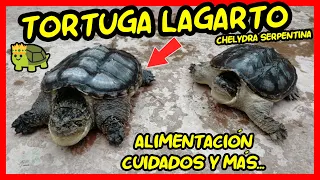CUIDADOS DE LA TORTUGA LAGARTO (Chelydra Serpentina) Y ALIMENTACIÓN