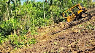 Amazing Operator Skills CAT D6R Dozer Plantation Widening and Clearing The Bushes