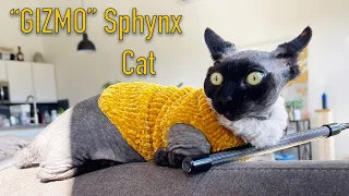 11 Things I Wish I Knew Before Buying A Sphynx Cat