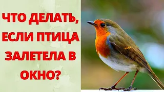 Did you know why a bird flies through the window? Folk omens associated with birds.