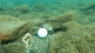 Nel mare di Albissola Marina (SV) - Il polpo vuole giocare a golf - The octopus wants to play golf.