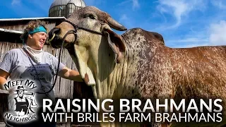 Raising Brahman Cattle with Briles Farm Brahmans (Meet My Neighbor)