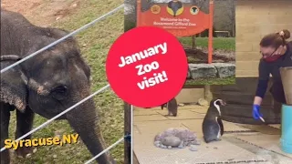 Let's visit the Rosamond Gifford Zoo in Syracuse! Penguins! Elephants!