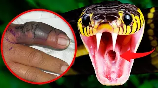 Top 10 Most Venomous Snakes In The World Today