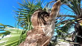 Miami-Dade firefighters rescue hawk trapped in palm tree